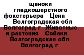 щеноки гладкошерстного фокстерьера › Цена ­ 8 000 - Волгоградская обл., Волгоград г. Животные и растения » Собаки   . Волгоградская обл.,Волгоград г.